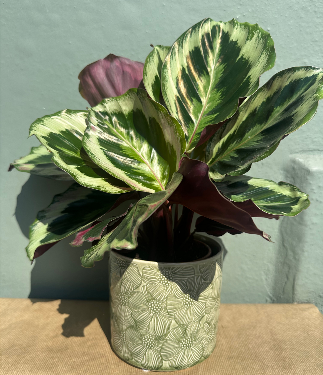 Calathea Rosapicta Dottie