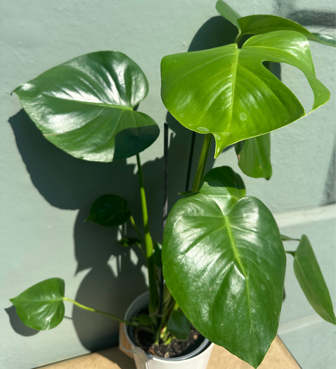 Monstera Deliciosa