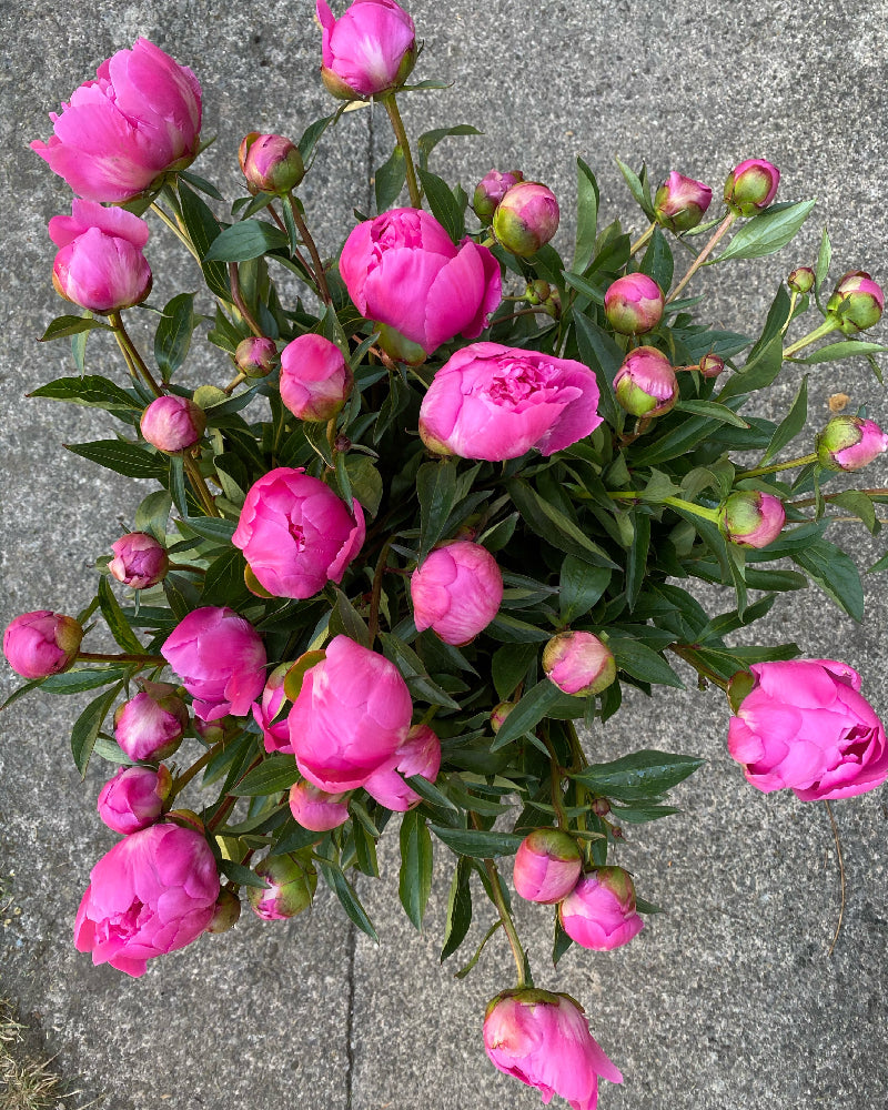 Peony Bunch
