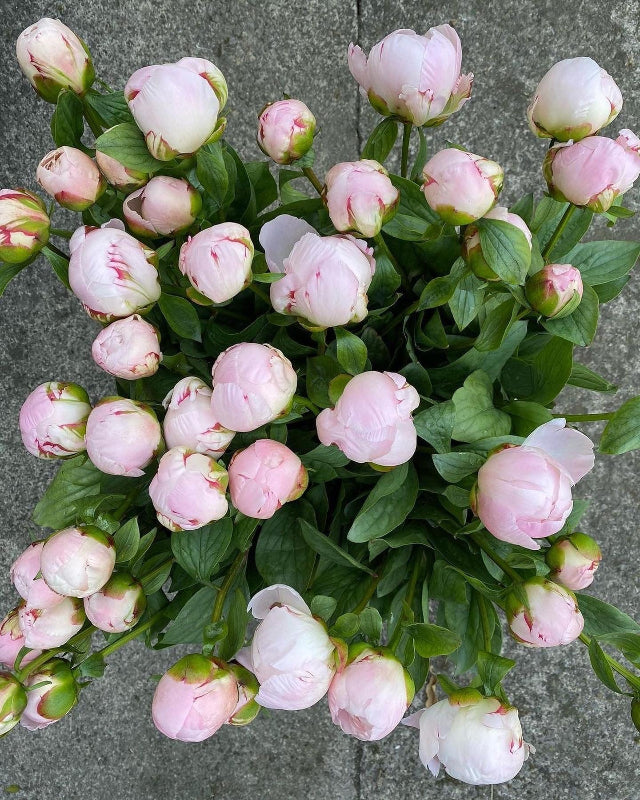 Peony Bouquet Workshop - Saturday 6th June 2026 - 2pm