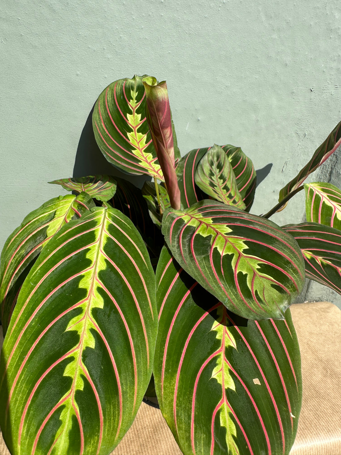 Prayer Plant