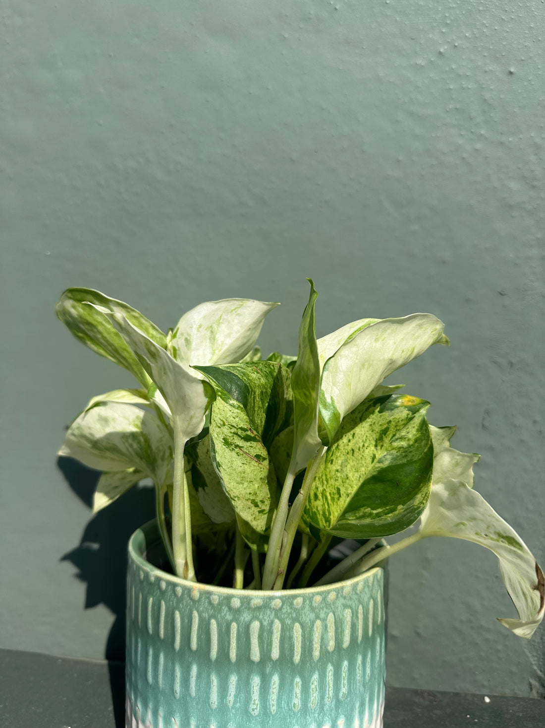 Pothos Happy Leaf (Variegated)