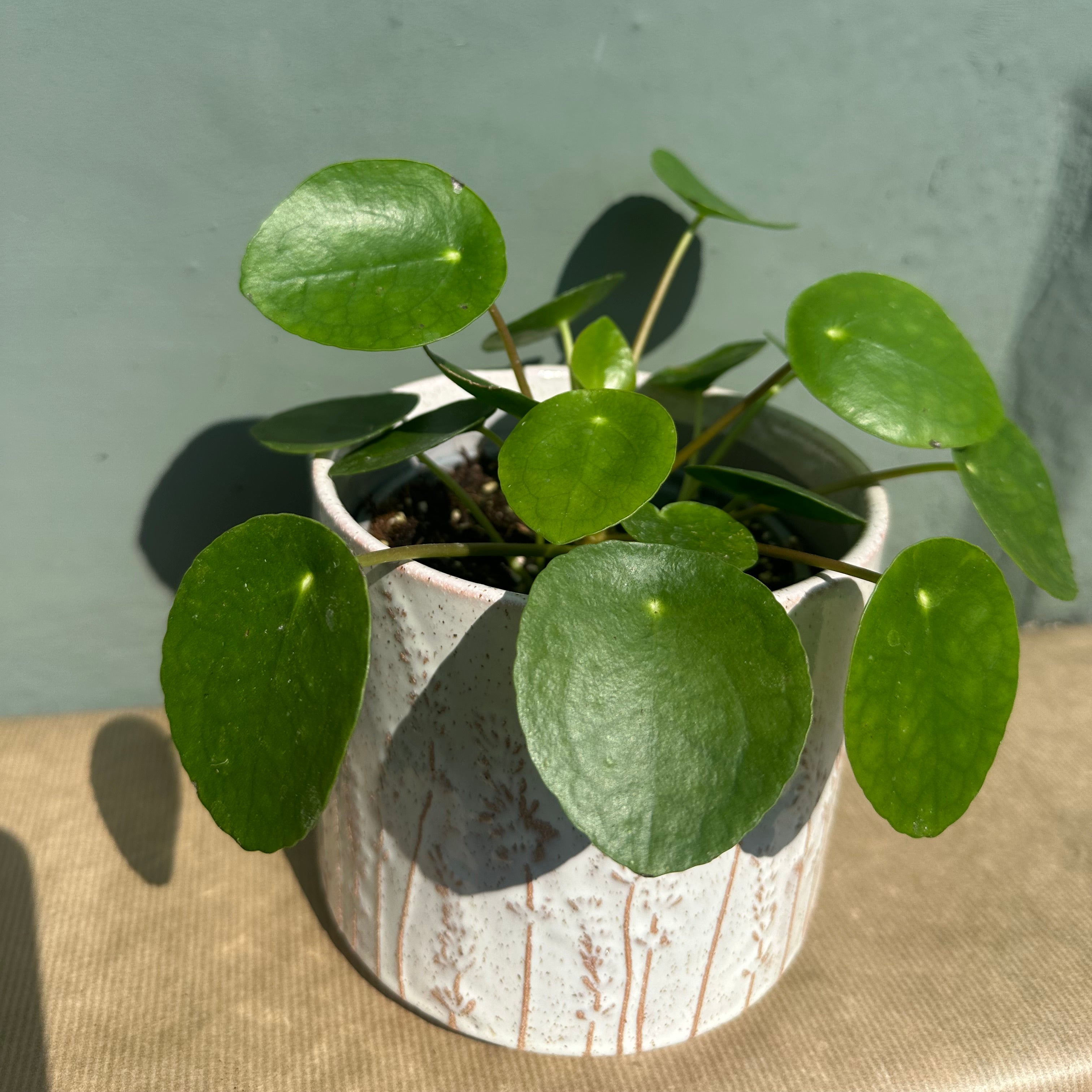 Pilea