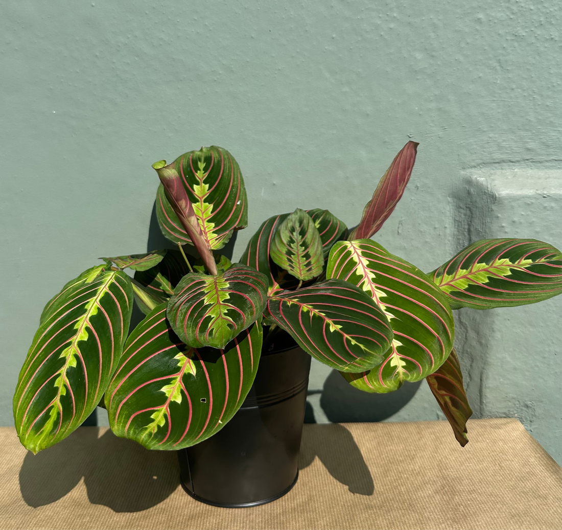 Prayer Plant
