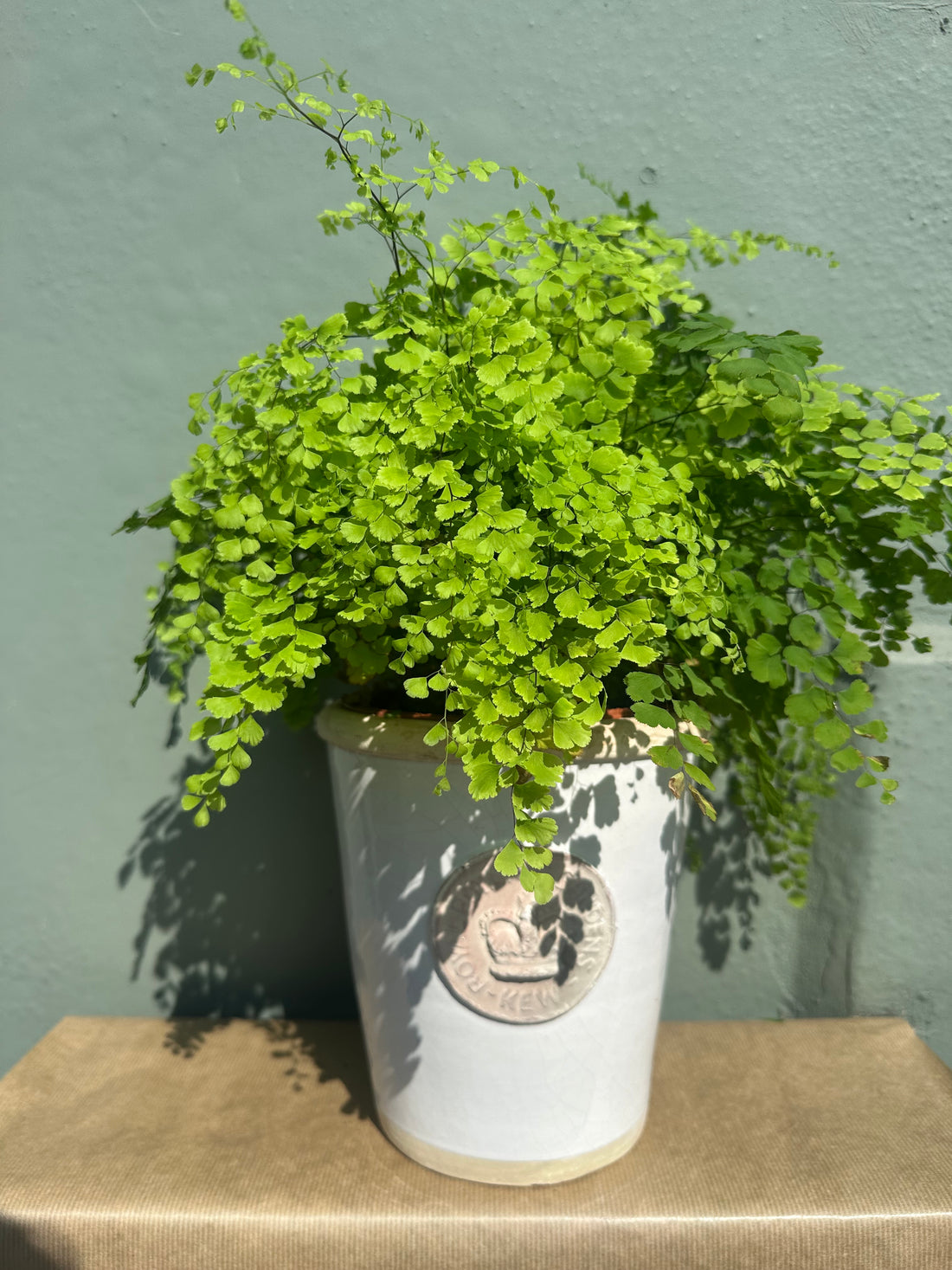Maidenhair Fern