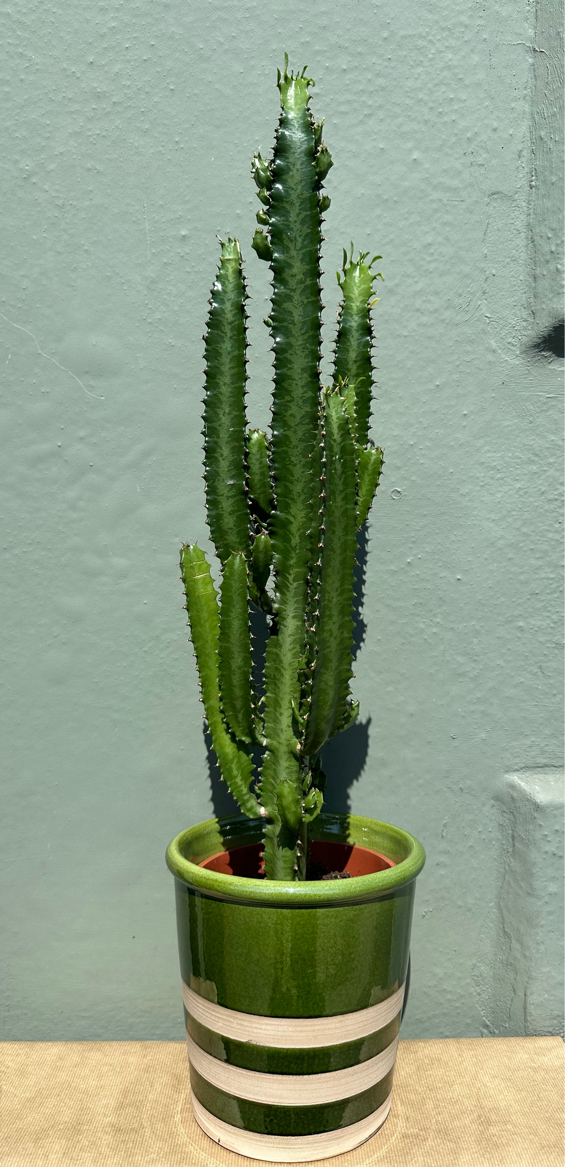 Euphorbia Trigona