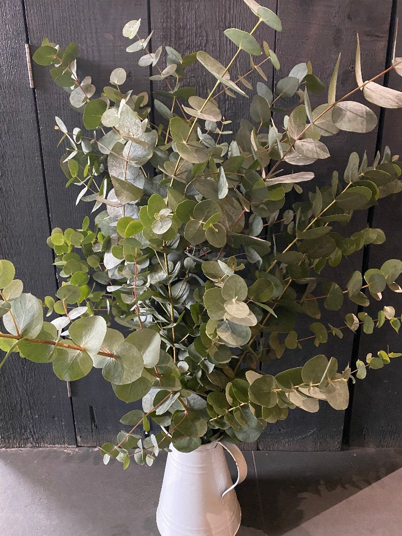 Eucalyptus Bunch