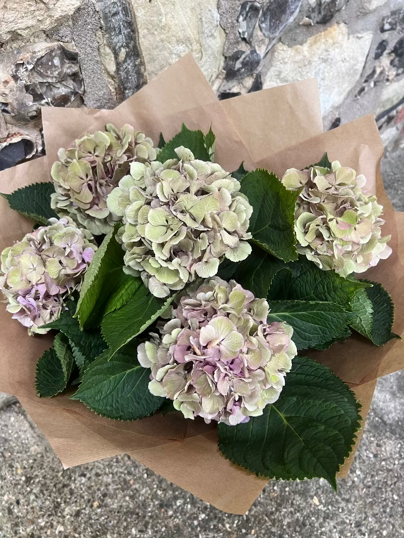 A bunch of hydrangea flowers with green and purple petals, wrapped in brown paper.