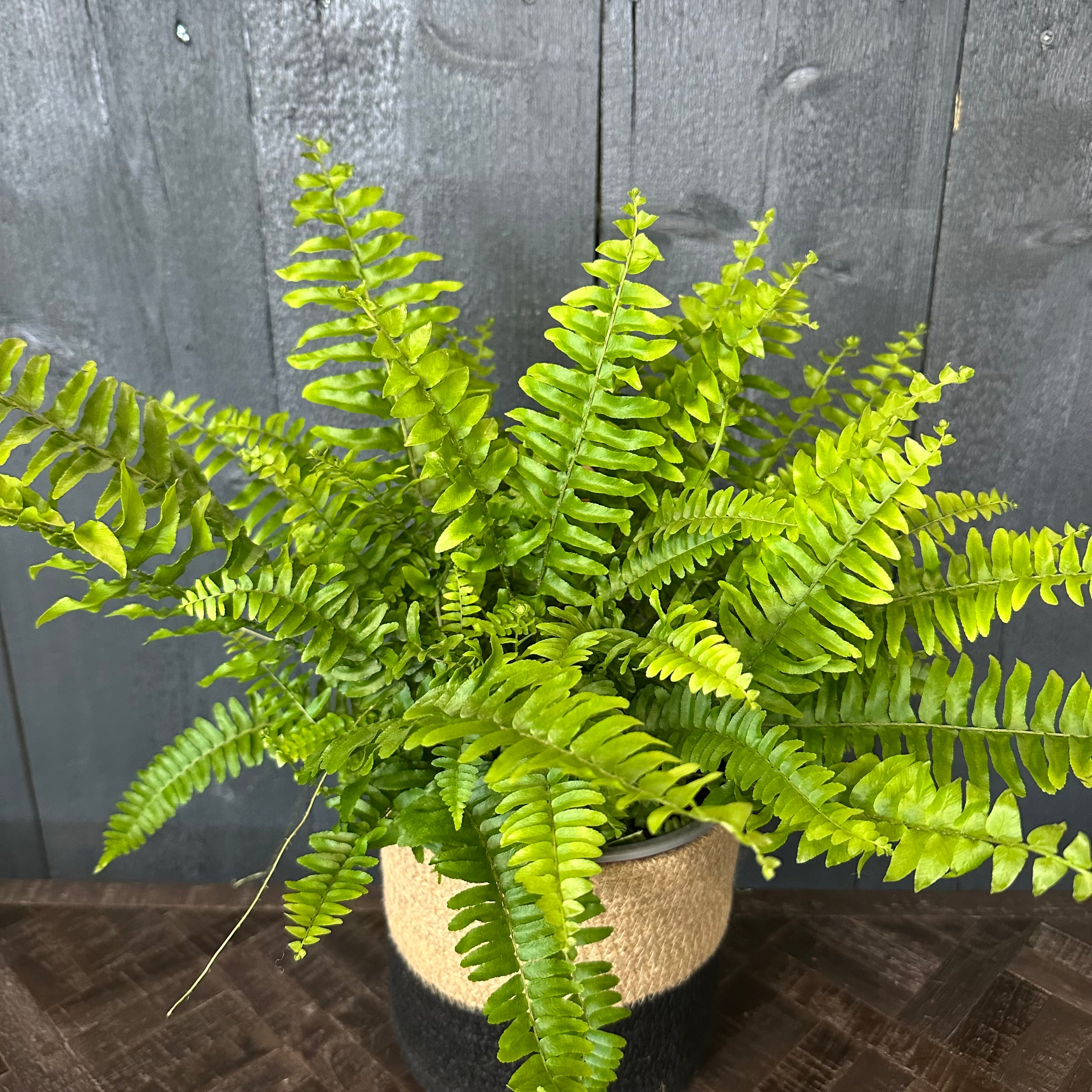 Boston Fern