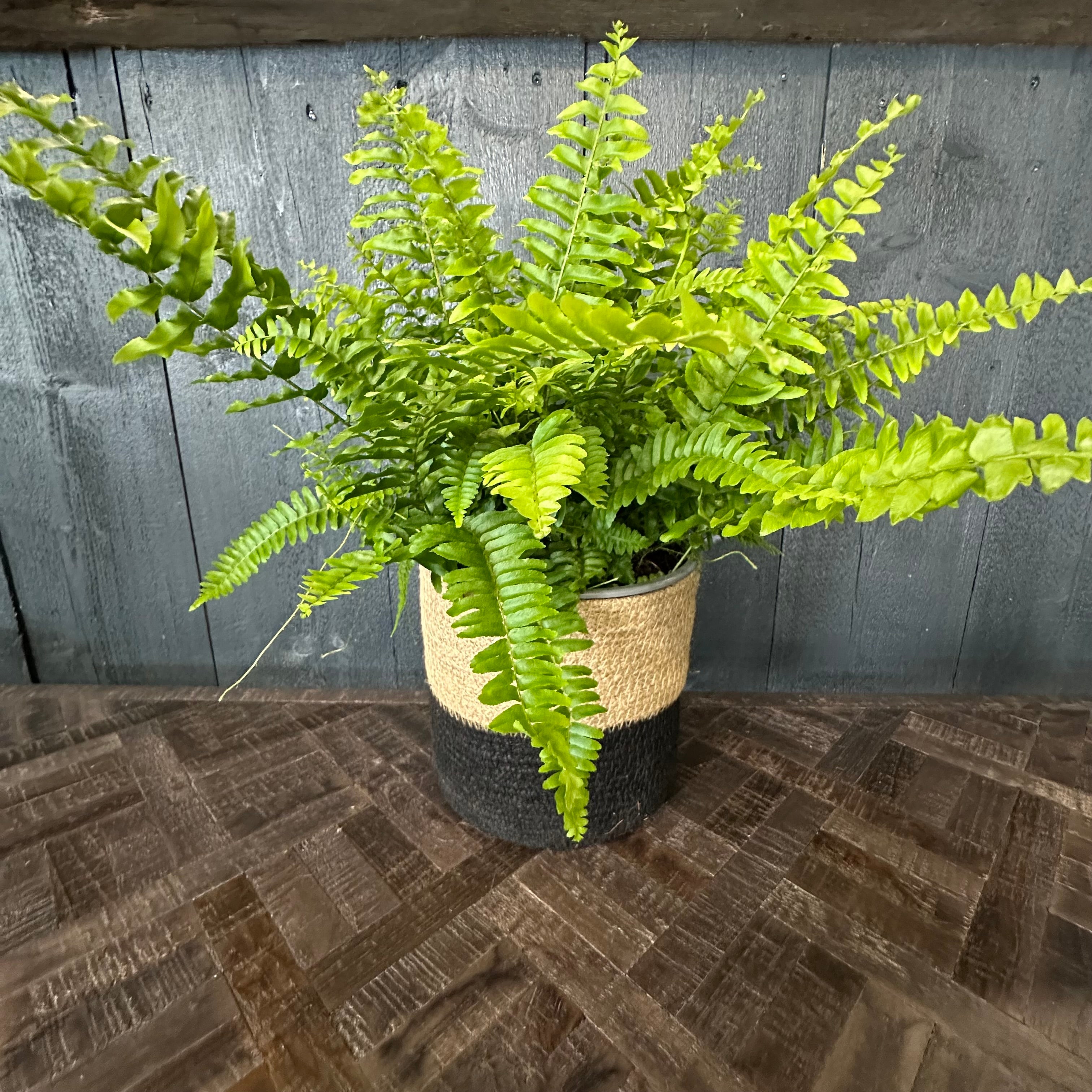 Boston Fern