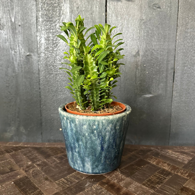 Potted plant in a blue pot on a wooden surface with a gray wooden background