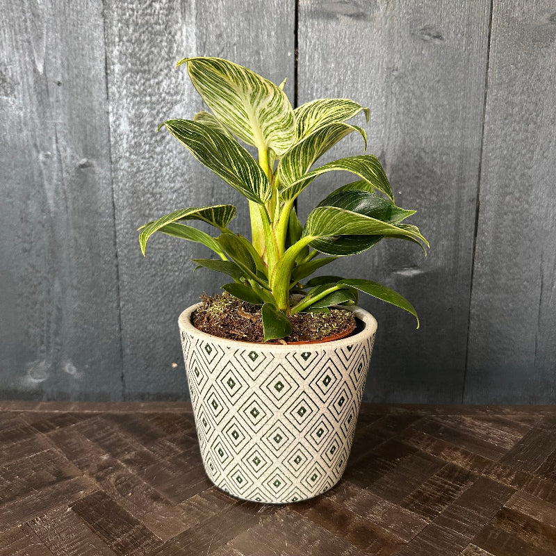 Potted plant with green leaves in a decorative pot on a wooden surface with a gray wooden background