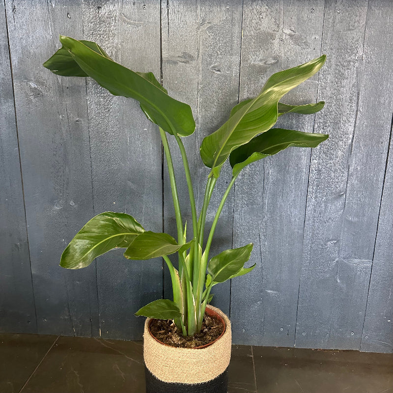 Potted plant with large green leaves against a gray wooden panel background