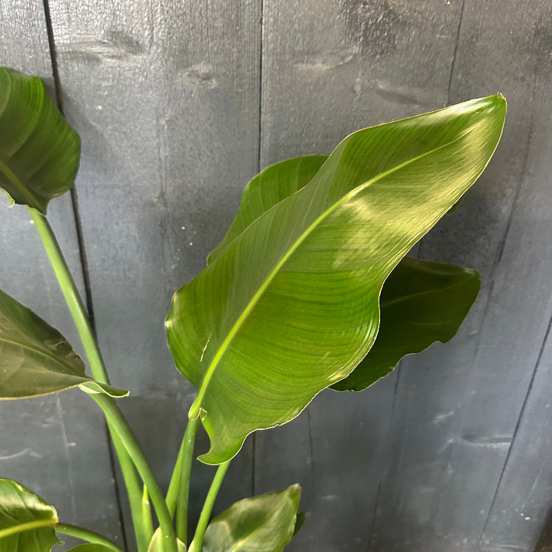 Green leaves of a plant against a gray wooden panel background
