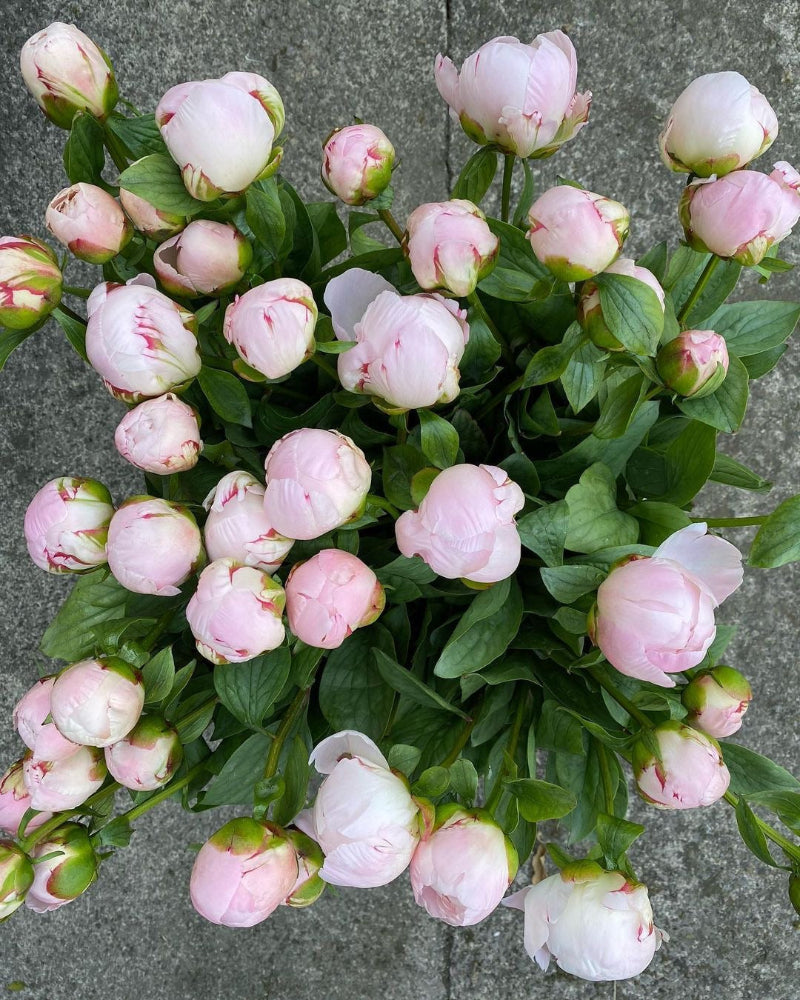 A bunch of pink peonies with closed petals, arranged on a surface with a green leafy background.