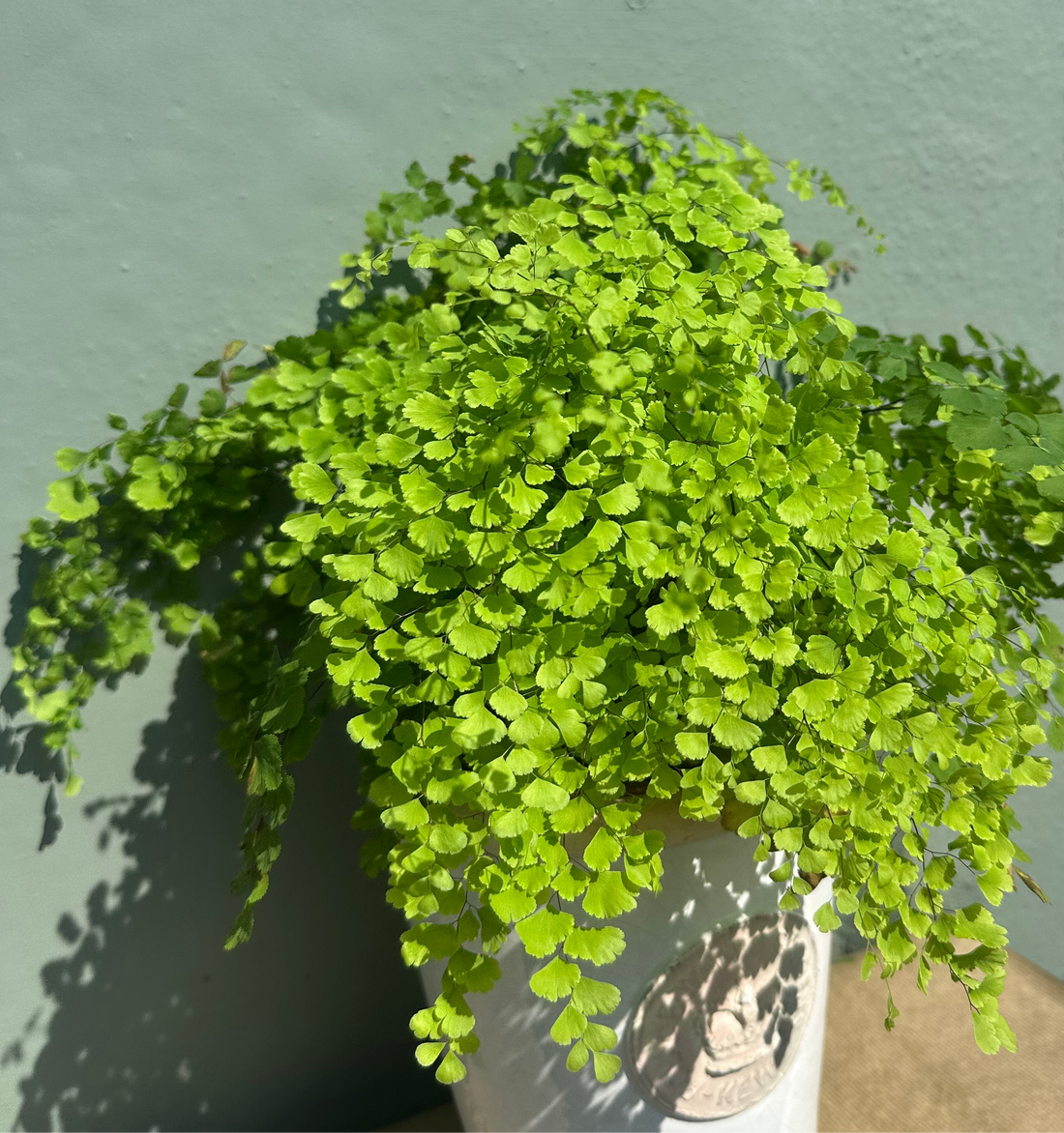 Maidenhair Fern