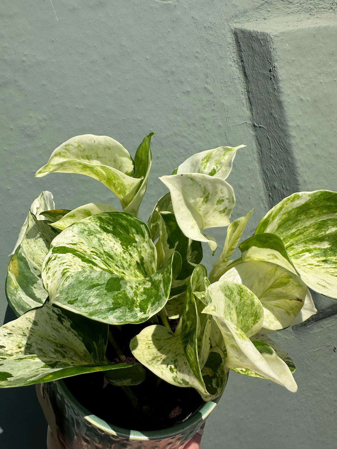 Pothos Happy Leaf (Variegated)