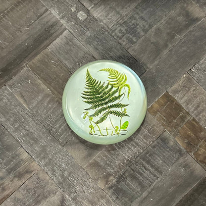 Round glass object with fern design on a wooden surface