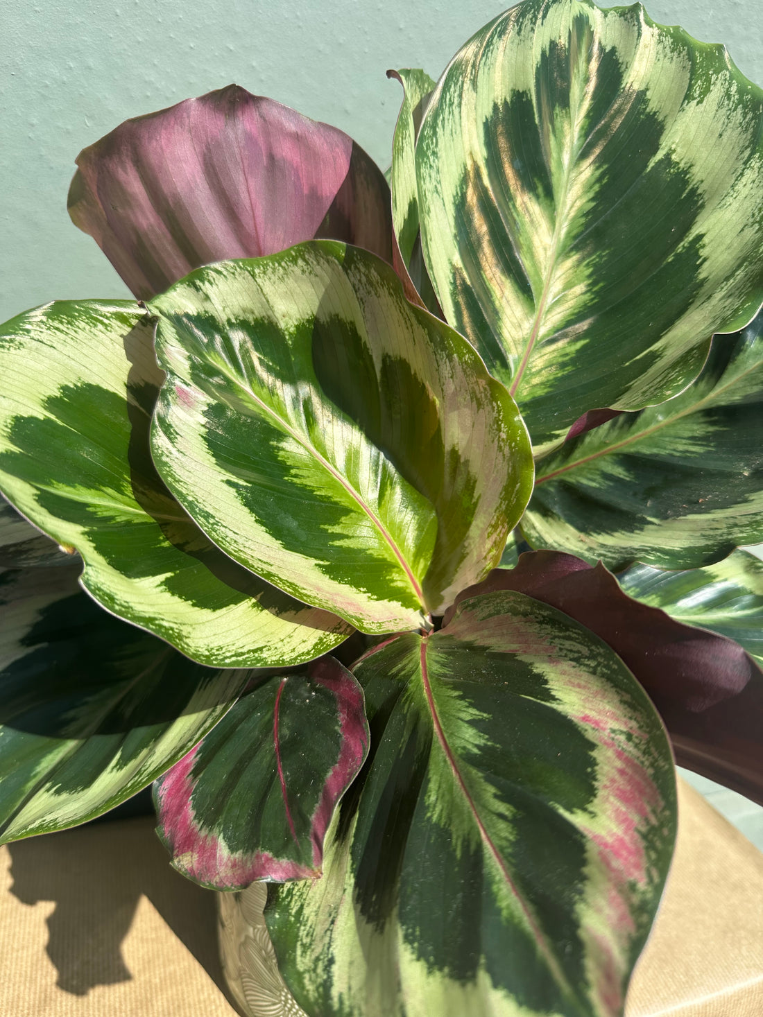Calathea Rosapicta Dottie