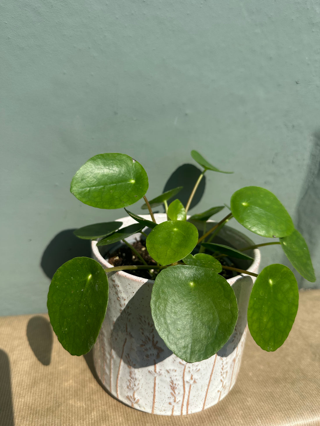 Pilea