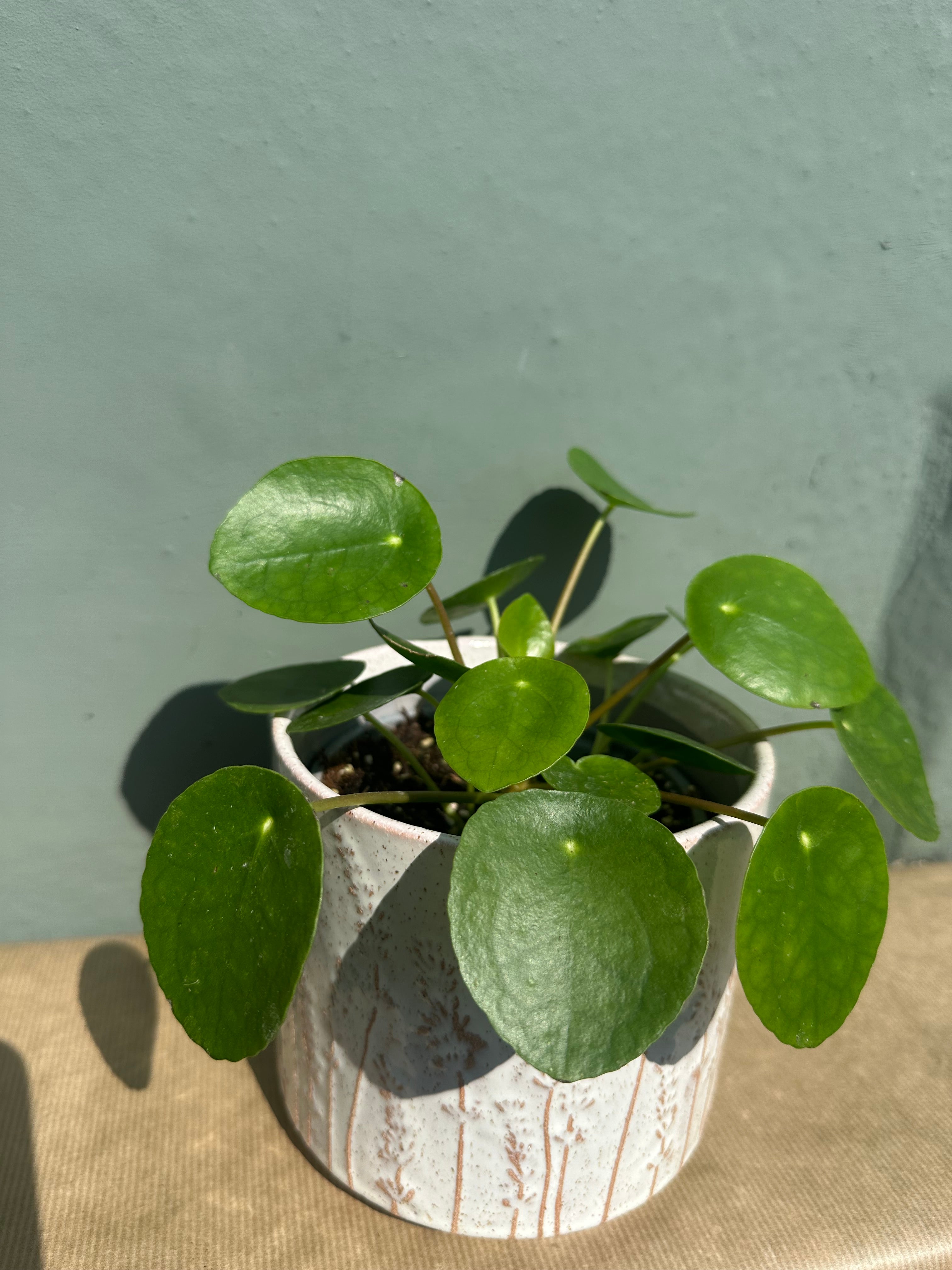 Pilea