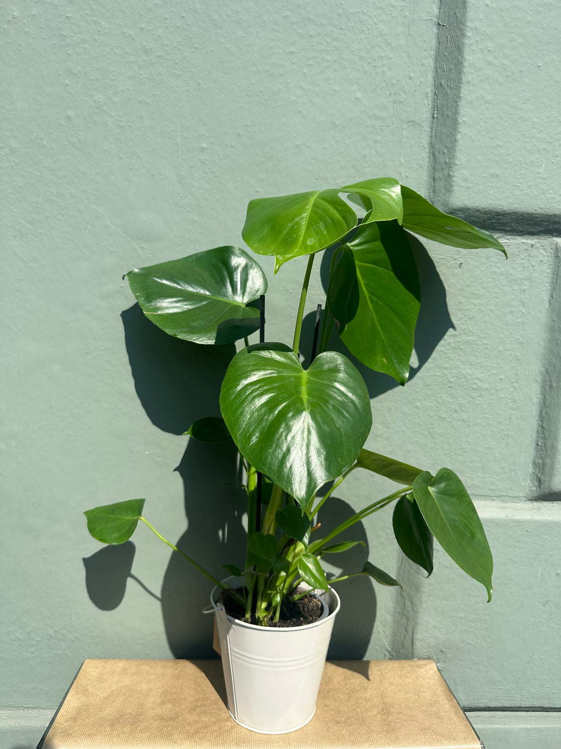 Monstera Deliciosa