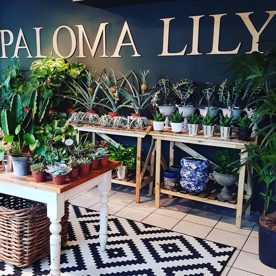 In Store – Paloma Lily