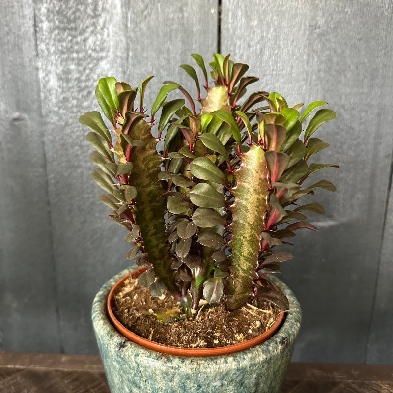 Potted cactus plant with green and red leaves on a wooden surface.