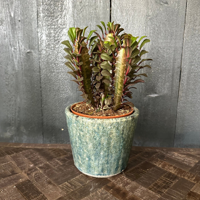 Euphorbia Trigona Small