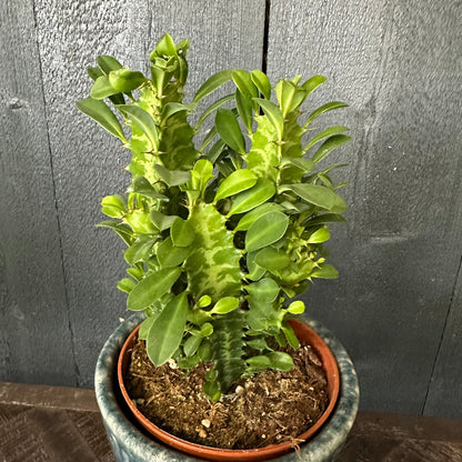 Potted plant with green leaves against a wooden background