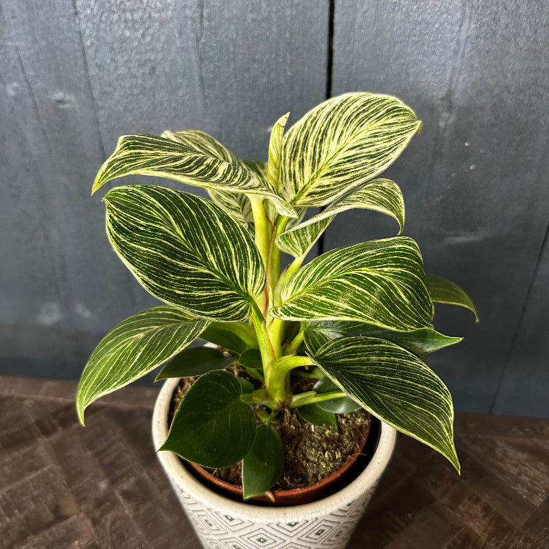Potted plant with green leaves on a wooden surface against a dark background