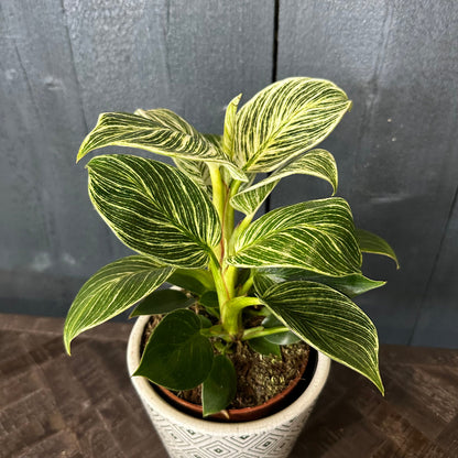 Potted plant with green leaves on a wooden surface against a dark background