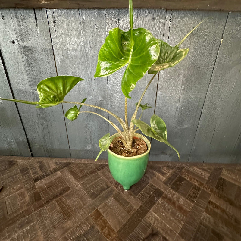 Stingray Alocasia