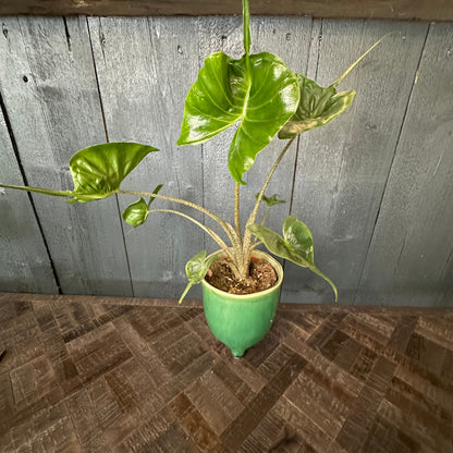 Stingray Alocasia