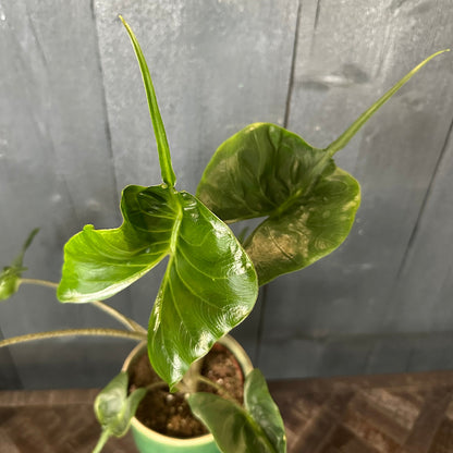 Stingray Alocasia