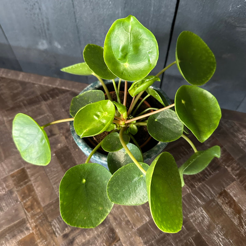 Potted plant with round green leaves on a stone surface