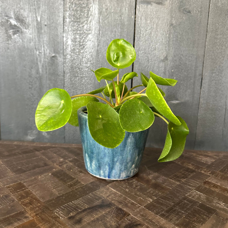 Potted plant with green leaves on a wooden surface with a wooden background