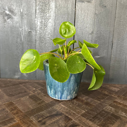Potted plant with green leaves on a wooden surface with a wooden background