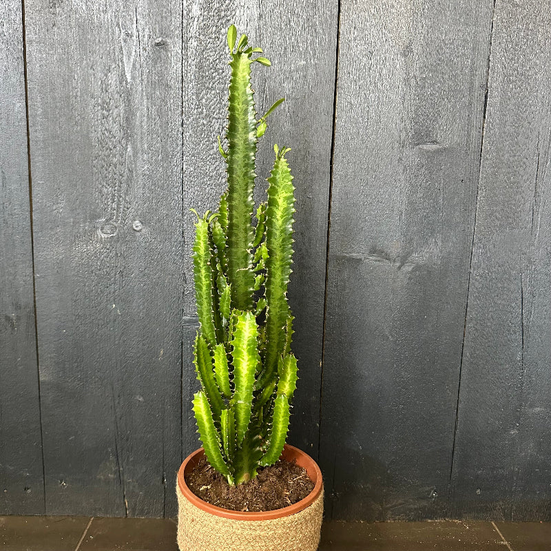 Potted cactus plant against a wooden wall