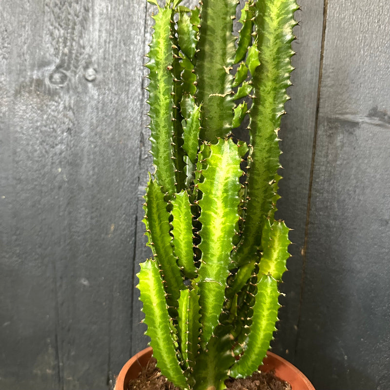 Tall green cactus plant in a pot against a dark wooden background