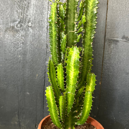 Tall green cactus plant in a pot against a dark wooden background