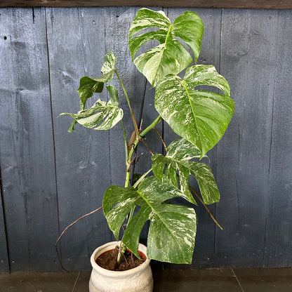 Potted plant with large green leaves against a wooden panel background