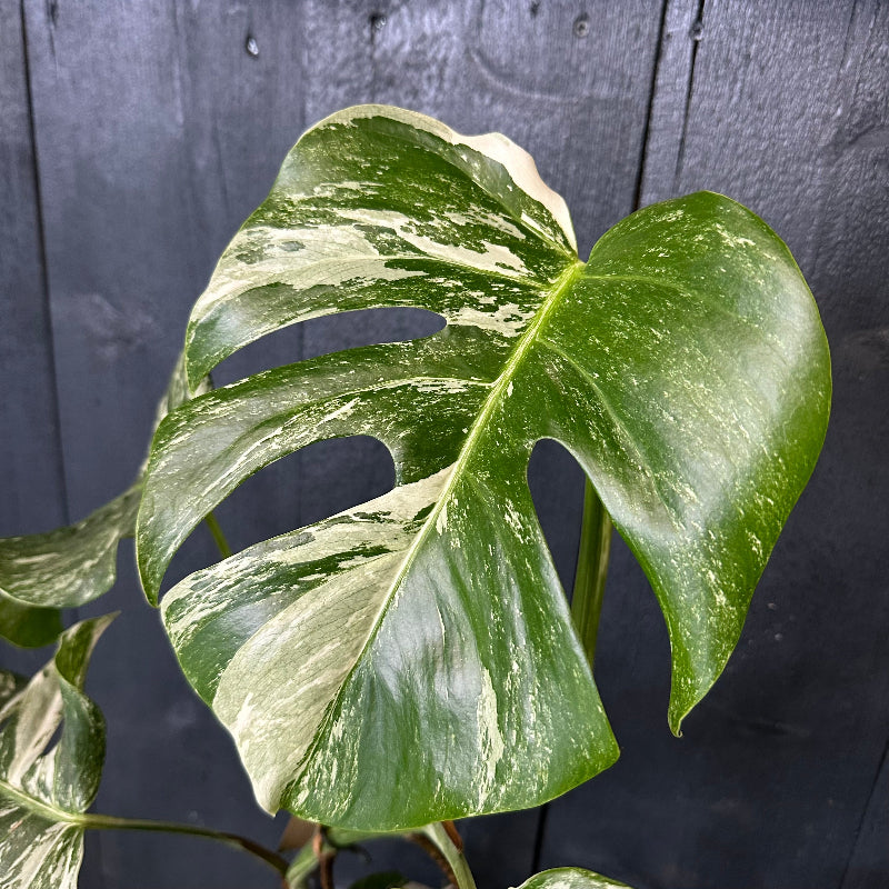 Large green leaf with white variegation against a dark wooden background