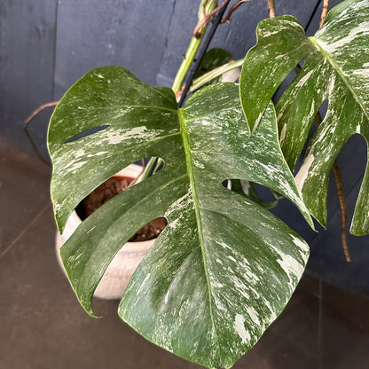 Close-up of a potted plant with large green leaves against a dark background