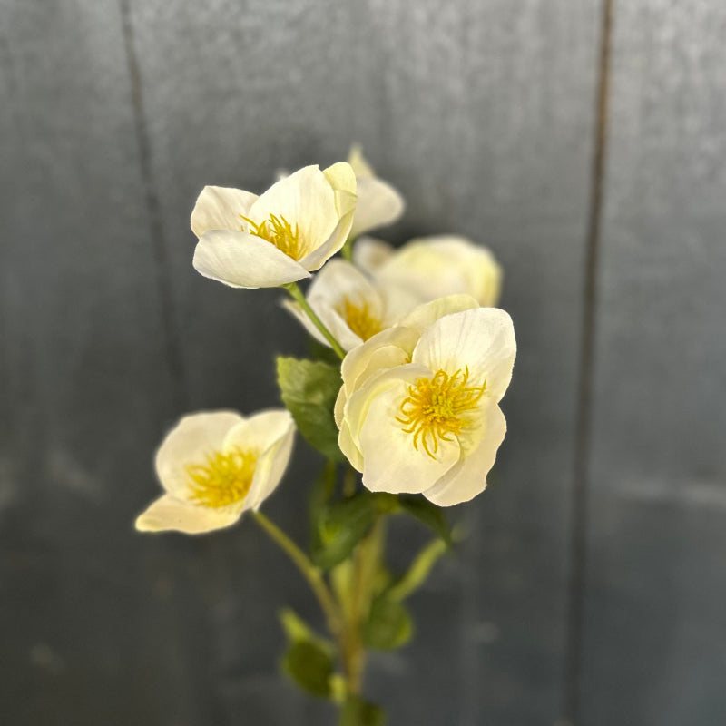 Faux Hellebore White