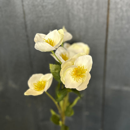Faux Hellebore White